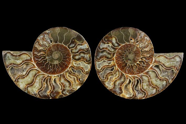 Agatized Ammonite Fossil - Madagascar #111475